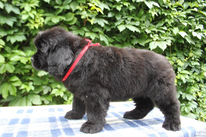 Фото: Амалия из Академии Шоколада, ньюфаундленд Фееричная Фортунатусси с Берега Дона (Feerichnaja Fortunatussi s Berega Dona)