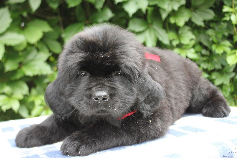 Фото: Амалия из Академии Шоколада, ньюфаундленд Фееричная Фортунатусси с Берега Дона (Feerichnaja Fortunatussi s Berega Dona)