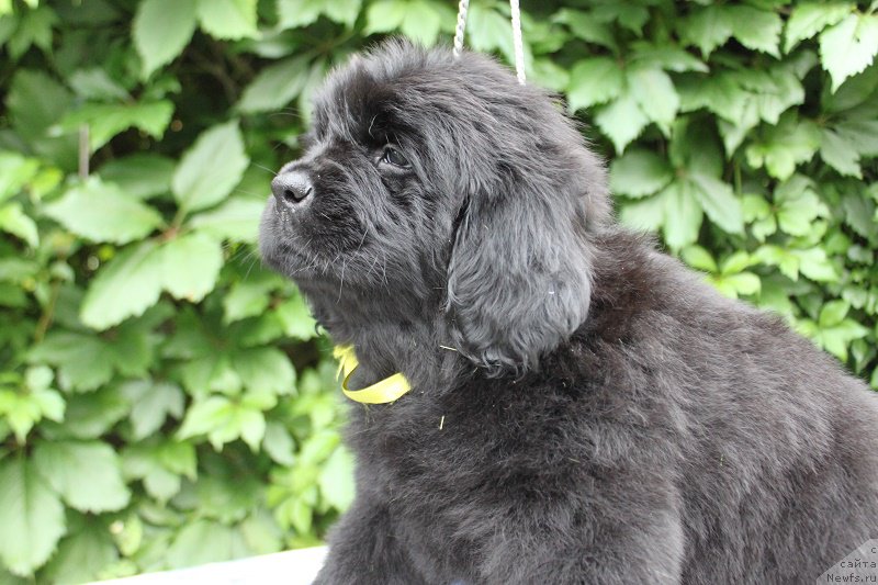 Фото: Атланта из академии Шоколада, ньюфаундленд Фееричная Фортунатусси с Берега Дона (Feerichnaja Fortunatussi s Berega Dona)