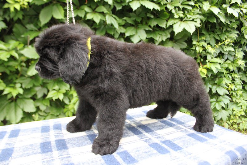 Фото: Атланта из академии Шоколада, ньюфаундленд Фееричная Фортунатусси с Берега Дона (Feerichnaja Fortunatussi s Berega Dona)