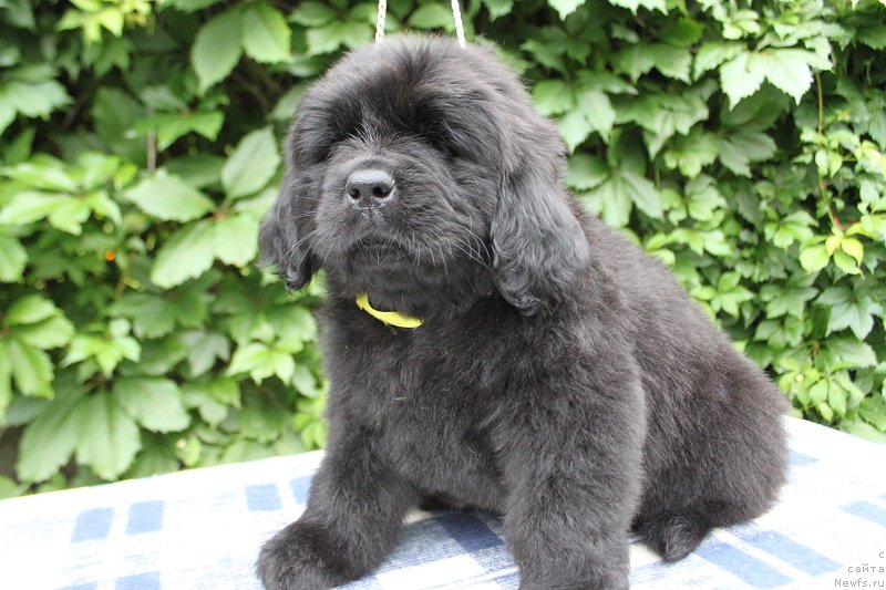 Фото: Атланта из академии Шоколада, ньюфаундленд Фееричная Фортунатусси с Берега Дона (Feerichnaja Fortunatussi s Berega Dona)