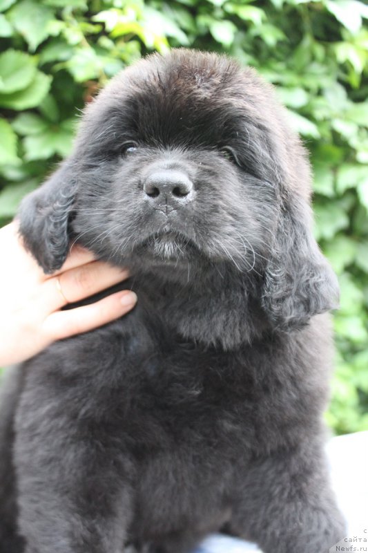 Фото: Абигаль из Академии Шоколада, ньюфаундленд Фееричная Фортунатусси с Берега Дона (Feerichnaja Fortunatussi s Berega Dona)