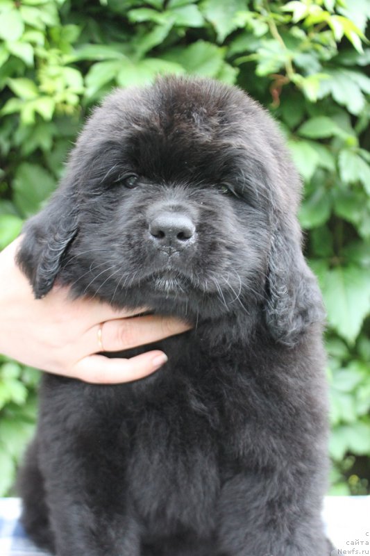 Фото: Абигаль из Академии Шоколада, ньюфаундленд Фееричная Фортунатусси с Берега Дона (Feerichnaja Fortunatussi s Berega Dona)