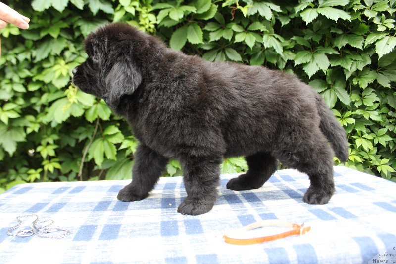 Фото: Абигаль из Академии Шоколада, ньюфаундленд Фееричная Фортунатусси с Берега Дона (Feerichnaja Fortunatussi s Berega Dona)