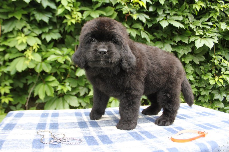 Фото: Абигаль из Академии Шоколада, ньюфаундленд Фееричная Фортунатусси с Берега Дона (Feerichnaja Fortunatussi s Berega Dona)