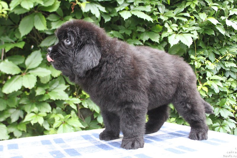 Фото: Абигаль из Академии Шоколада, ньюфаундленд Фееричная Фортунатусси с Берега Дона (Feerichnaja Fortunatussi s Berega Dona)