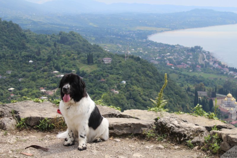Фото: ньюфаундленд Сент Джонс Исида