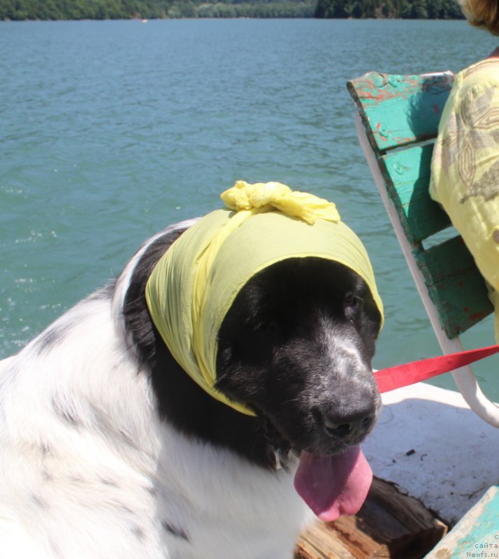 Фото: ньюфаундленд Сент Джонс Исида