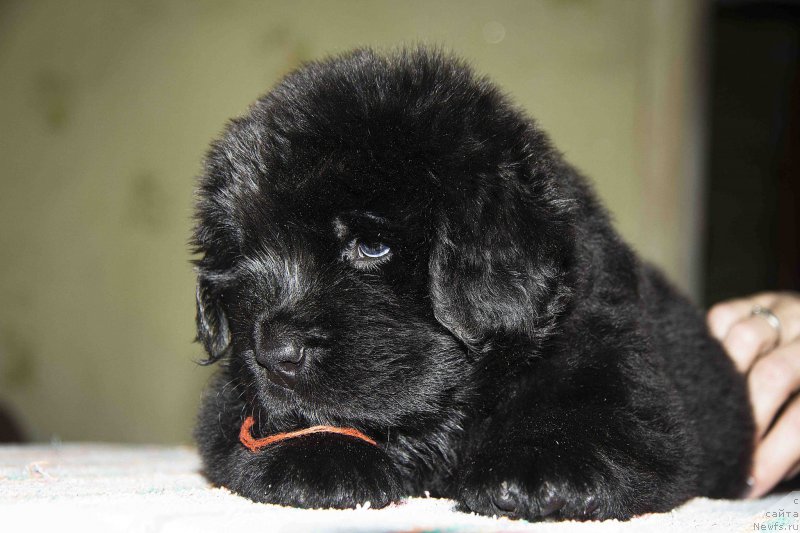 Фотография № 187157