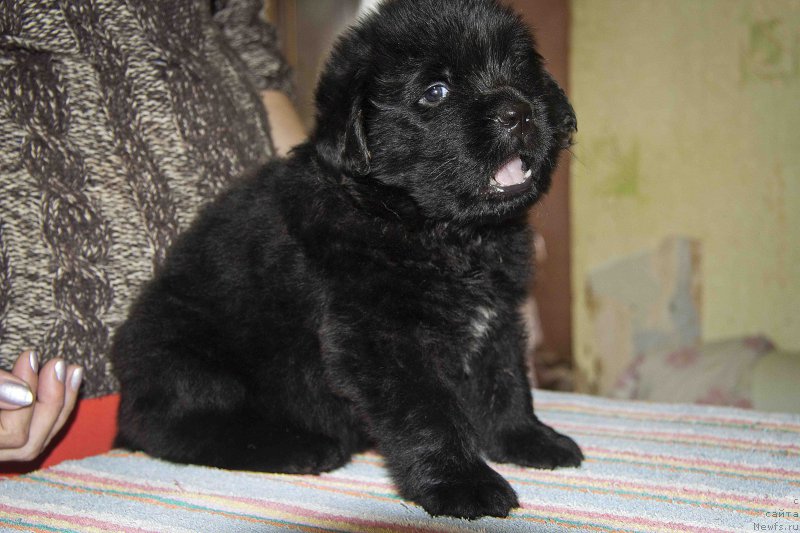 Фотография № 187159