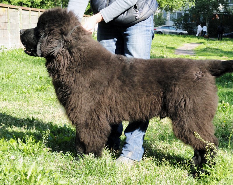 Фотография № 187182