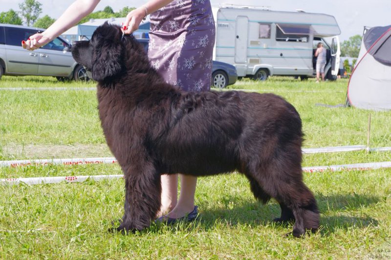 Фото: ньюфаундленд Rain Coast Inner Voice