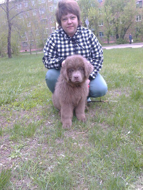 Фото: сынок, ньюфаундленд Черный Шарм Амбер Бест Дог ФО Марлеон, ньюфаундленд Аквамариновая Красотка для Марлеон