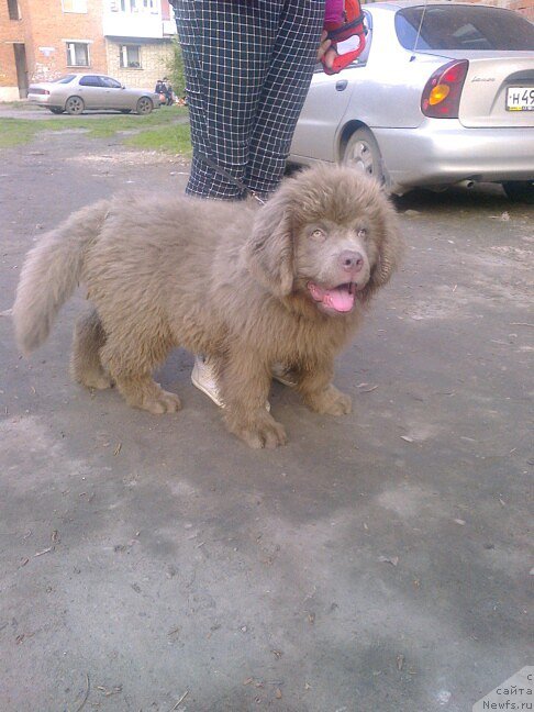 Фото: сынок, ньюфаундленд Черный Шарм Амбер Бест Дог ФО Марлеон, ньюфаундленд Аквамариновая Красотка для Марлеон