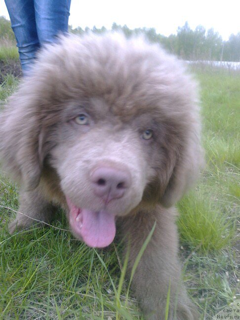 Фото: сын, ньюфаундленд Черный Шарм Амбер Бест Дог ФО Марлеон, ньюфаундленд Аквамариновая Красотка для Марлеон