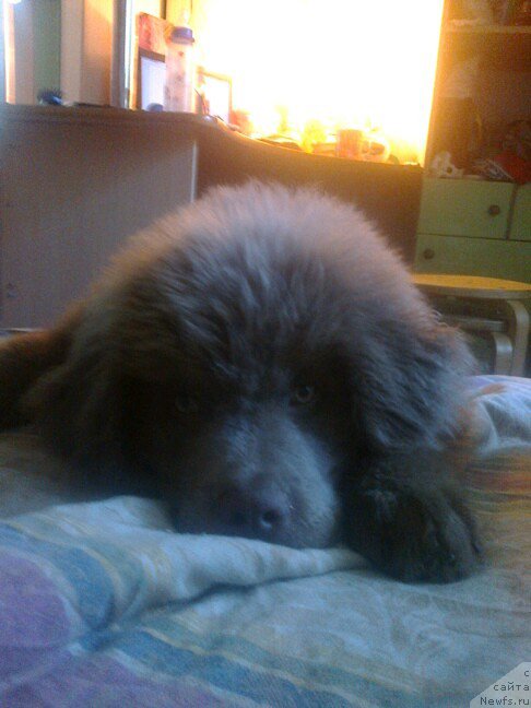 Фото: щенок, ньюфаундленд Черный Шарм Амбер Бест Дог ФО Марлеон, ньюфаундленд Аквамариновая Красотка для Марлеон