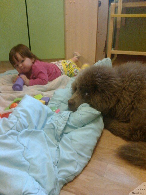 Фото: щенок, ньюфаундленд Черный Шарм Амбер Бест Дог ФО Марлеон, ньюфаундленд Аквамариновая Красотка для Марлеон