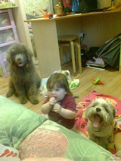 Фото: ньюфаундленд Черный Шарм Амбер Бест Дог ФО Марлеон, ньюфаундленд Аквамариновая Красотка для Марлеон