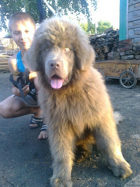 Фото: ЩЕНОК, ньюфаундленд Черный Шарм Амбер Бест Дог ФО Марлеон, ньюфаундленд Аквамариновая Красотка для Марлеон