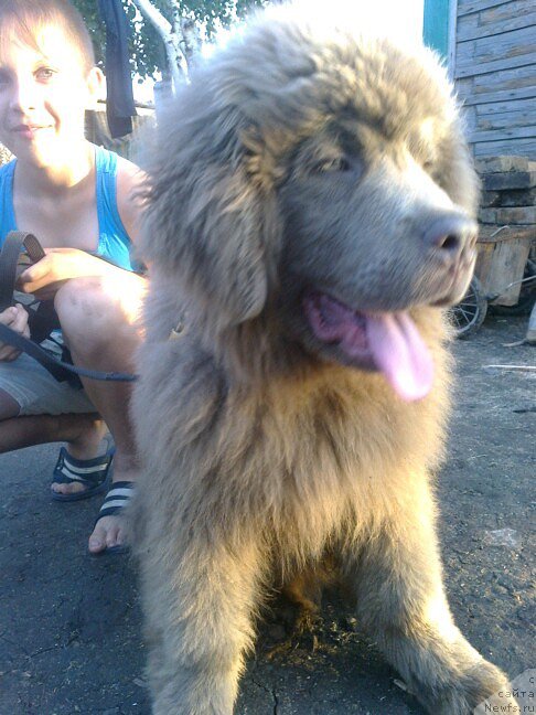 Фото: ньюфаундленд Черный Шарм Амбер Бест Дог ФО Марлеон, ньюфаундленд Аквамариновая Красотка для Марлеон