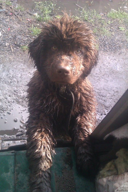 Фото: дочь, ньюфаундленд Черный Шарм Амбер Бест Дог ФО Марлеон, ньюфаундленд Аквамариновая Красотка для Марлеон