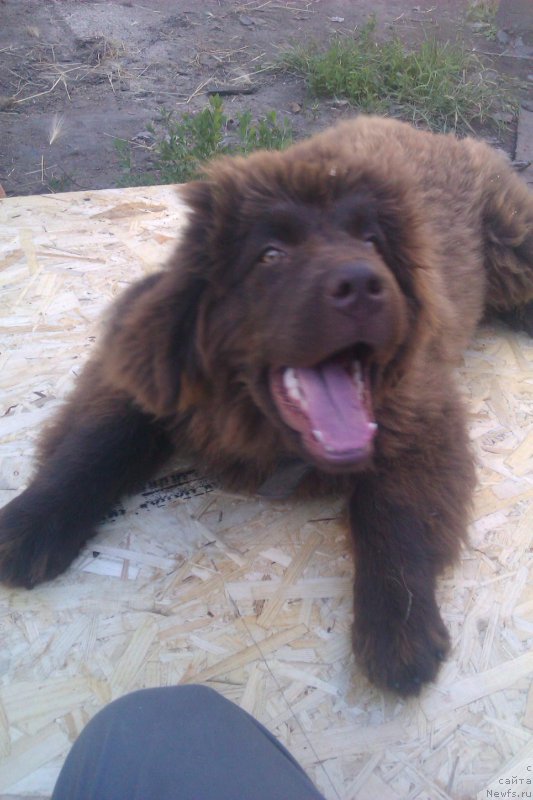 Фото: ДОЧЬ, ньюфаундленд Черный Шарм Амбер Бест Дог ФО Марлеон, ньюфаундленд Аквамариновая Красотка для Марлеон