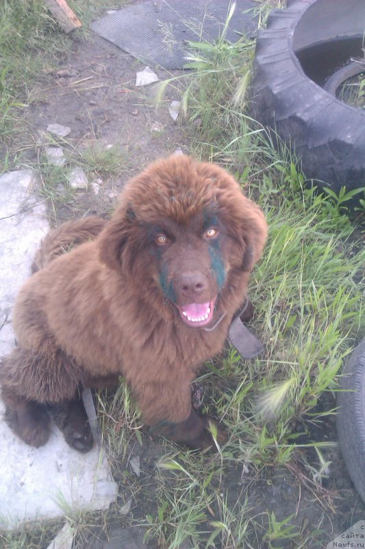 Фото: ньюфаундленд Черный Шарм Амбер Бест Дог ФО Марлеон, ньюфаундленд Аквамариновая Красотка для Марлеон