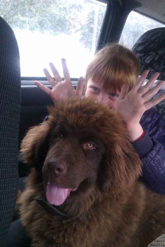 Фото: ДОЧЬ, ньюфаундленд Черный Шарм Амбер Бест Дог ФО Марлеон, ньюфаундленд Аквамариновая Красотка для Марлеон