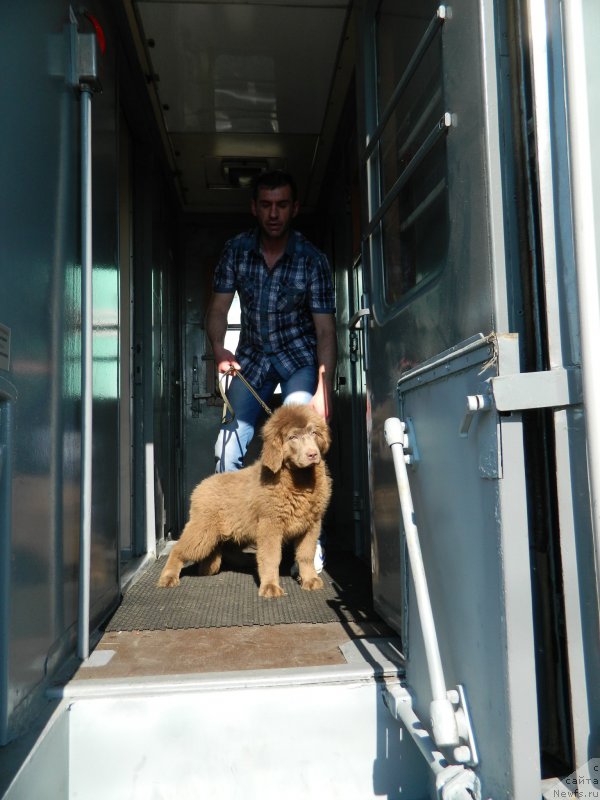 Фото: дочь, ньюфаундленд Черный Шарм Амбер Бест Дог ФО Марлеон, ньюфаундленд Аквамариновая Красотка для Марлеон