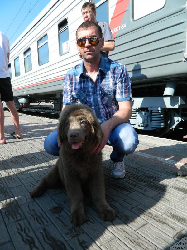 Фото: дочь, ньюфаундленд Черный Шарм Амбер Бест Дог ФО Марлеон, ньюфаундленд Аквамариновая Красотка для Марлеон