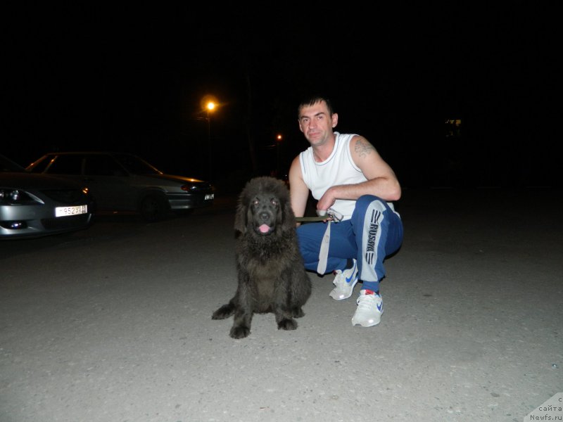 Фото: дочь, ньюфаундленд Черный Шарм Амбер Бест Дог ФО Марлеон, ньюфаундленд Аквамариновая Красотка для Марлеон