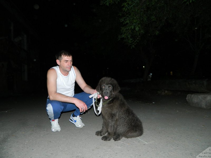 Фото: дочь, ньюфаундленд Черный Шарм Амбер Бест Дог ФО Марлеон, ньюфаундленд Аквамариновая Красотка для Марлеон