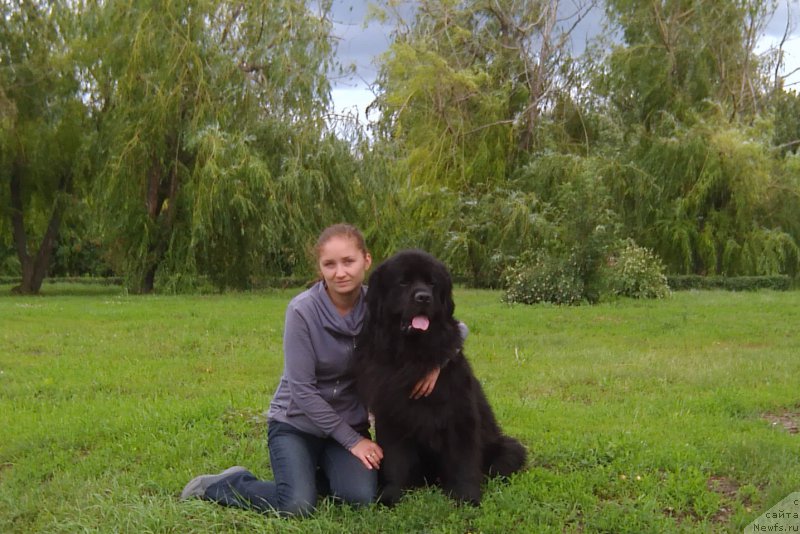 Фото: ньюфаундленд Черный Чанк с Берега Дона (Chernyj Chank s Berega Dona)