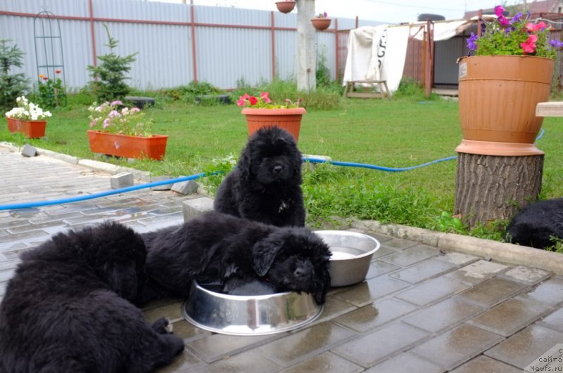 Фото: ньюфаундленд Супер Премиум Инвисибл (Super Premium Invisible), ньюфаундленд Южный Шарм из Медвежьего Яра (Yuzhny Sharm iz Medvejyego Yara), питомник 