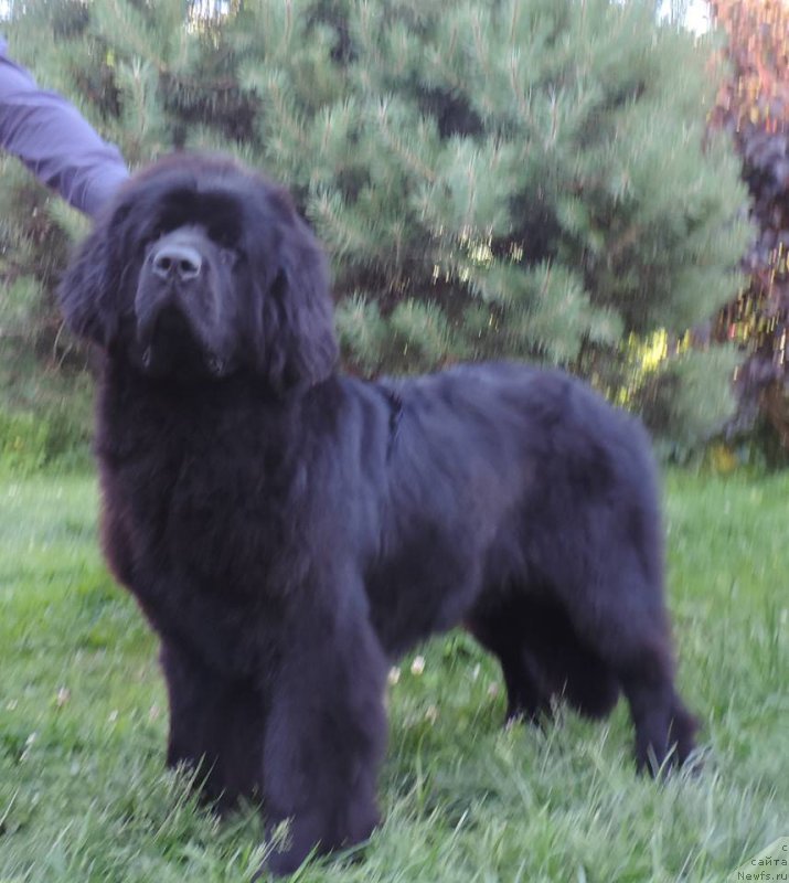 Фото: ньюфаундленд Love Inside Your Soul Moon Bear