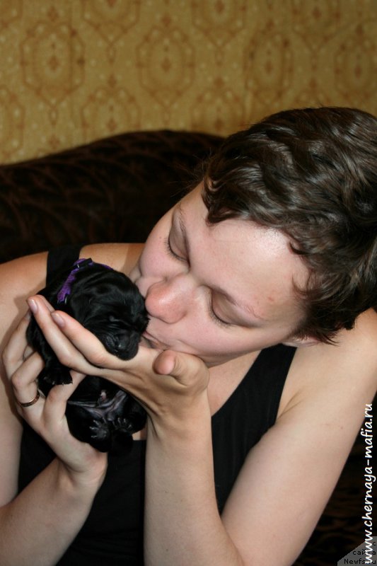 Фото: ньюфаундленд Черная Мафия А Кинд оф Магик (Chernaya Mafia А Kind of Magic), Ольга Соболева