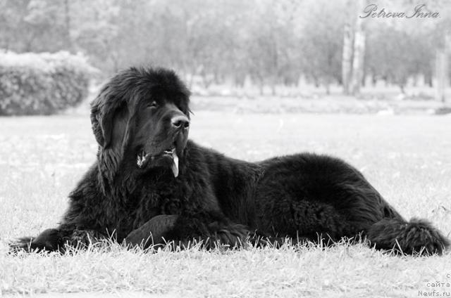 Фото: ньюфаундленд Жолли Вандерфулл из Медвежьего Яра (Zholli Wonderfull iz Medvejyego Yara)