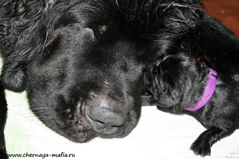 Фото: ньюфаундленд Черная Мафия А Кинд оф Магик (Chernaya Mafia А Kind of Magic), ньюфаундленд Черная Мафия Магик Тоуч (Chernaya Mafia Magic Touch)