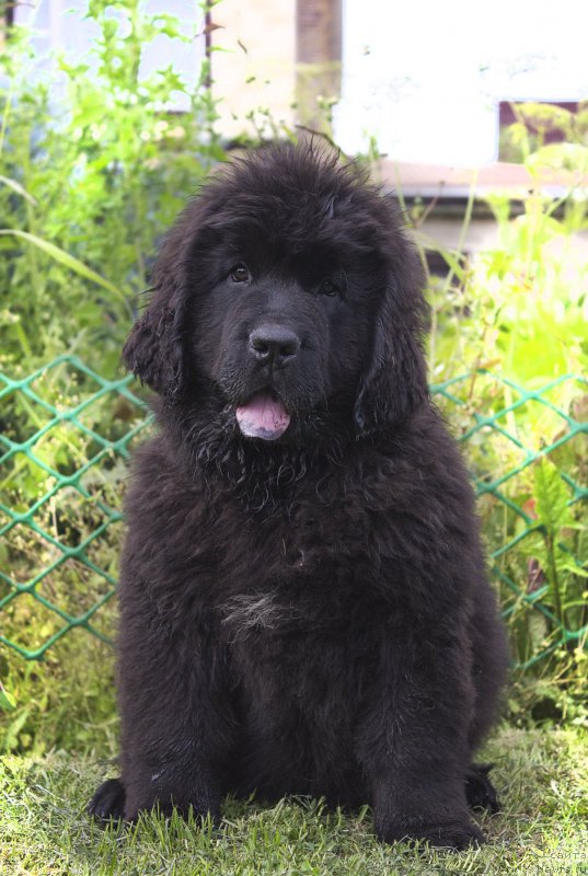 Фотография № 187272