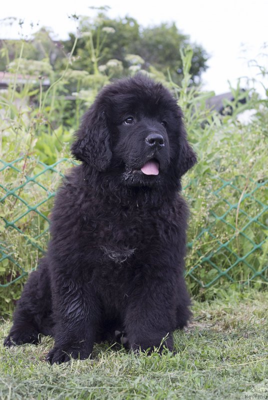 Фотография № 187277