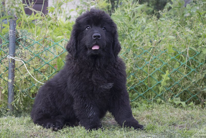 Фотография № 187279