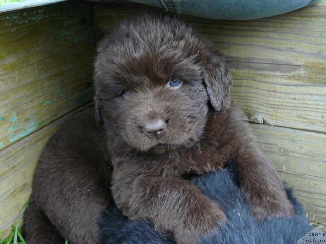 Фото: ньюфаундленд Пчёлкин Дом Андромеда