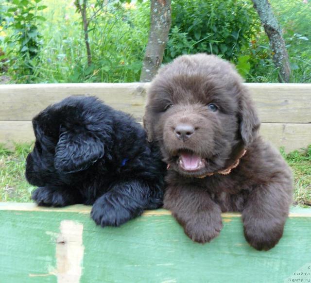 Фото: ньюфаундленд Пчёлкин Дом Андромеда, ньюфаундленд Пчёлкин Дом Аврора (Pchiolkin Dom Avrora)