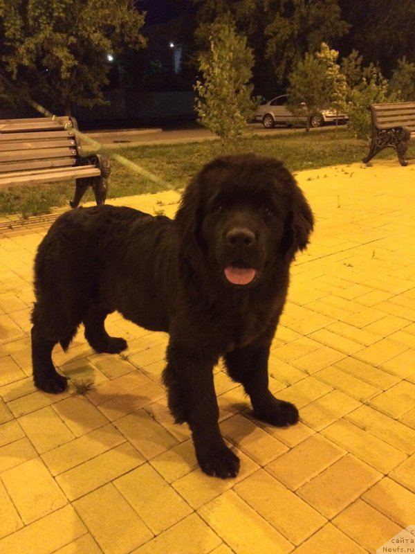 Фото: ньюфаундленд Аквиан Сонг Перфект Бэлла