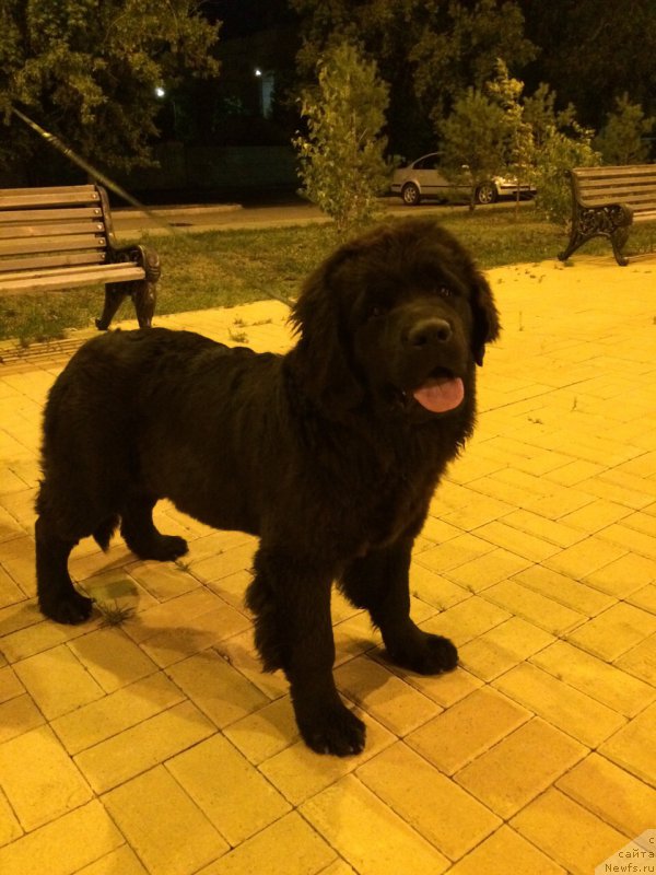 Фото: ньюфаундленд Аквиан Сонг Перфект Бэлла