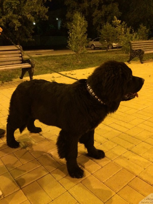 Фотография № 187302