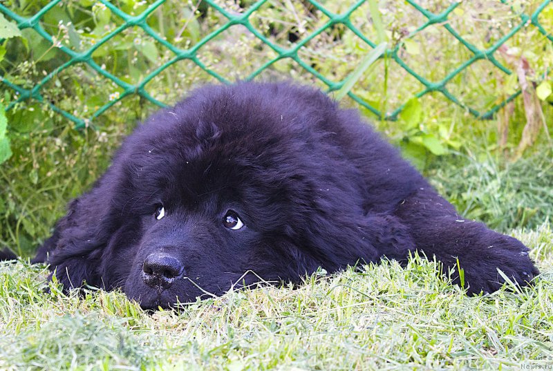 Фотография № 187303