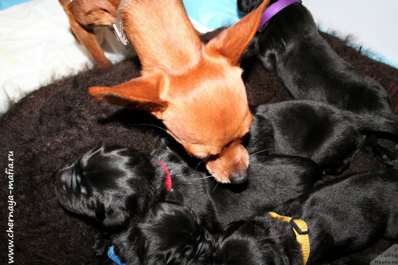 Фото: ньюфаундленд Черная Мафия Асе ин тхе Холе (Chernaya Mafia Ace in the Hole), ньюфаундленд Черная Мафия Аллуринг Проспект (Chernaya Mafia Аlluring Prospect)