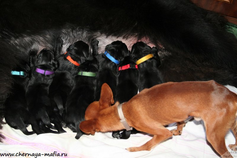 Фото: ньюфаундленд Черная Мафия Абове анд Беуонд (Chernaya Mafia Above and Beyond), ньюфаундленд Черная Мафия А Кинд оф Магик (Chernaya Mafia А Kind of Magic), ньюфаундленд Черная Мафия Алл Ригхтс Ресервед (Chernaya Mafia Аll Rights Reserved), ньюфаундленд Черная Мафия Аттрактиве Повер (Chernaya Mafia Attractive Power), ньюфаундленд Черная Мафия Аллуринг Проспект (Chernaya Mafia Аlluring Prospect), ньюфаундленд Черная Мафия Асе ин тхе Холе (Chernaya Mafia Ace in the Hole), ньюфаундленд Черная Мафия Ангел Амонг Ус (Chernaya Mafia Аngel Among Us)