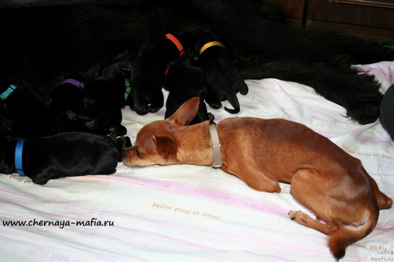 Фото: Щенки Цыпочки и Бублика